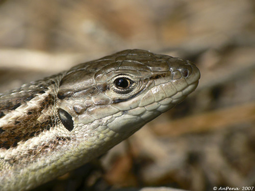 Large Psammodromus