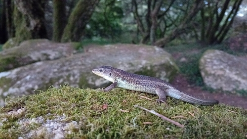 Large Psammodromus