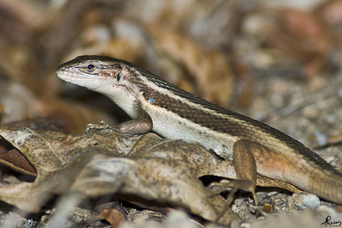 Large Psammodromus