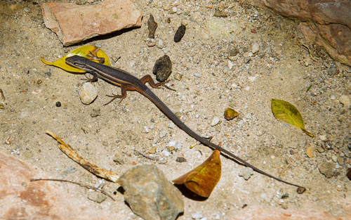 Large Psammodromus