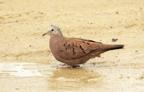 Ruddy Ground Dove