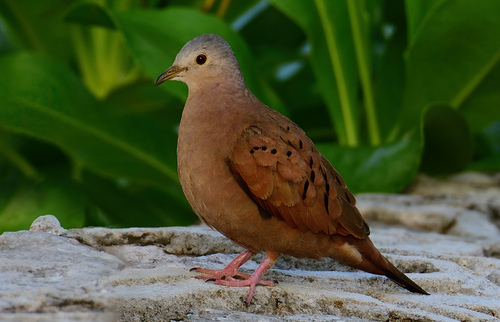 Ruddy Ground Dove