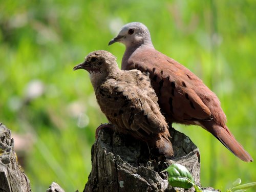 Ruddy Ground Dove