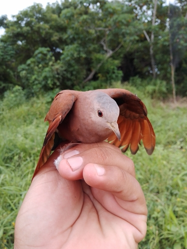 Ruddy Ground Dove