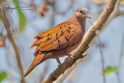 Ruddy Ground Dove