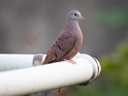 Ruddy Ground Dove