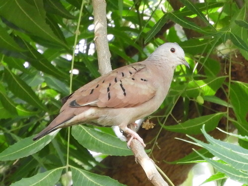 Ruddy Ground Dove