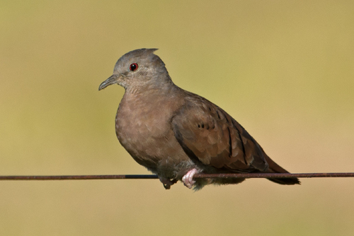 Ruddy Ground Dove