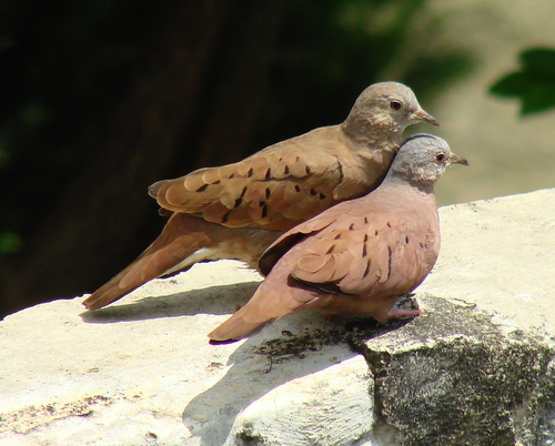 Ruddy Ground Dove