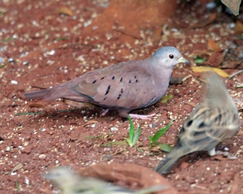 Ruddy Ground Dove