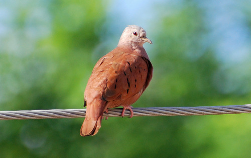 Ruddy Ground Dove