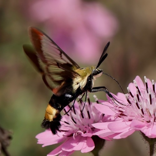 Snowberry Clearwing