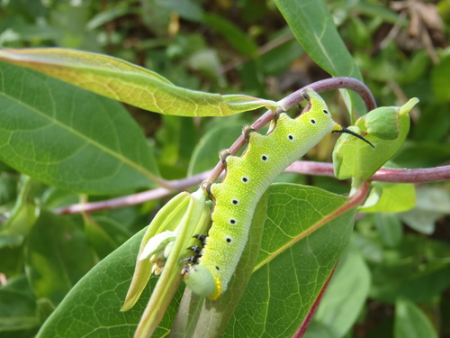 Snowberry Clearwing