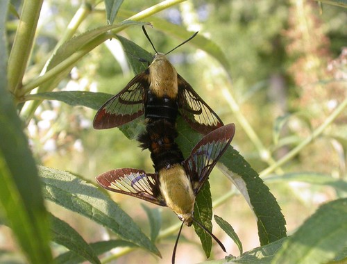 Snowberry Clearwing