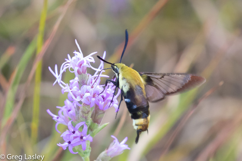 Snowberry Clearwing