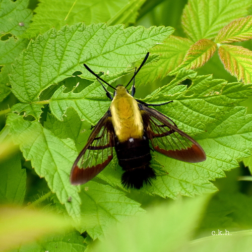 Snowberry Clearwing