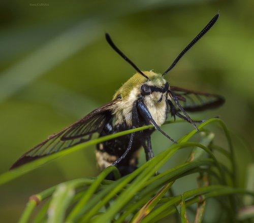 Snowberry Clearwing