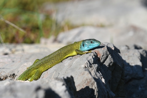 Western Green Lizard