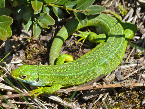 Western Green Lizard