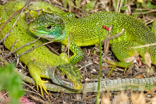 Western Green Lizard