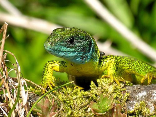 Western Green Lizard