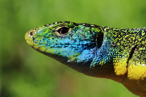 Western Green Lizard