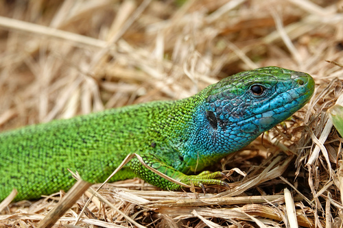 Western Green Lizard