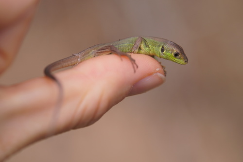 Western Green Lizard