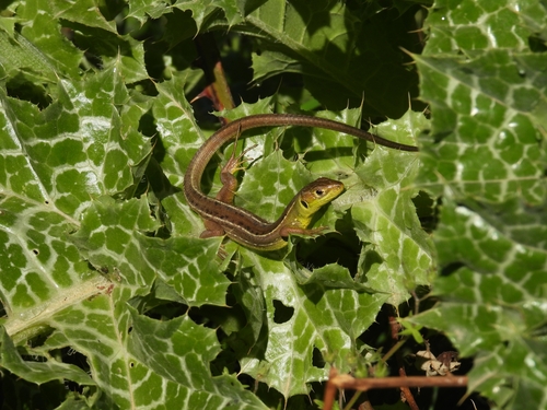 Western Green Lizard