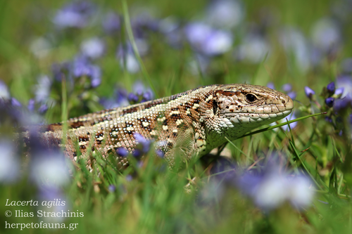 Sand Lizard