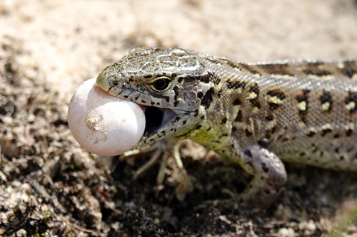 Sand Lizard
