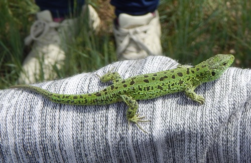 Sand Lizard