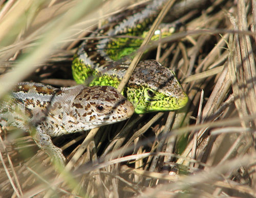 Sand Lizard