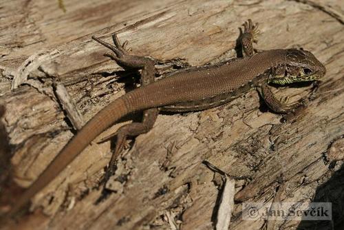 Sand Lizard