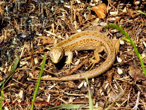 Sand Lizard