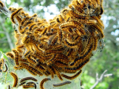 Western Tent Caterpillar Moth