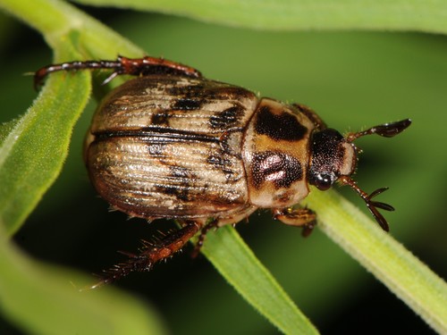 Oriental Beetle