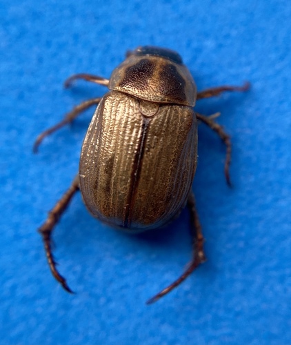 Oriental Beetle