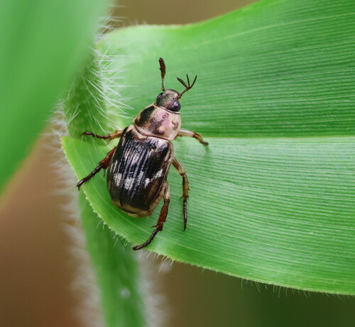 Oriental Beetle