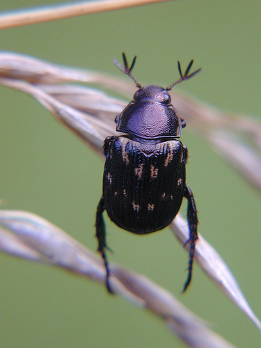 Oriental Beetle