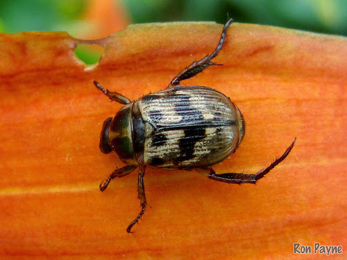 Oriental Beetle