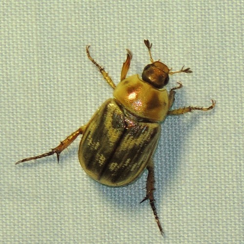 Oriental Beetle