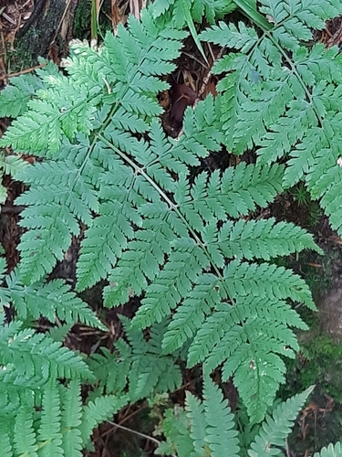 broad buckler-fern