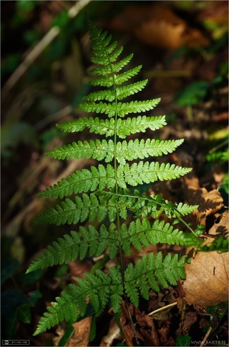 broad buckler-fern