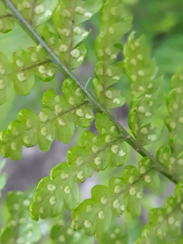 broad buckler-fern