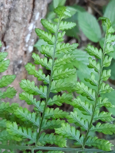 broad buckler-fern