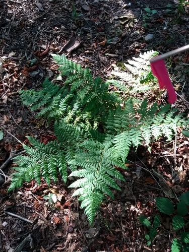 broad buckler-fern