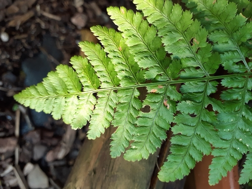 broad buckler-fern
