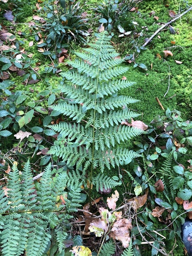 broad buckler-fern