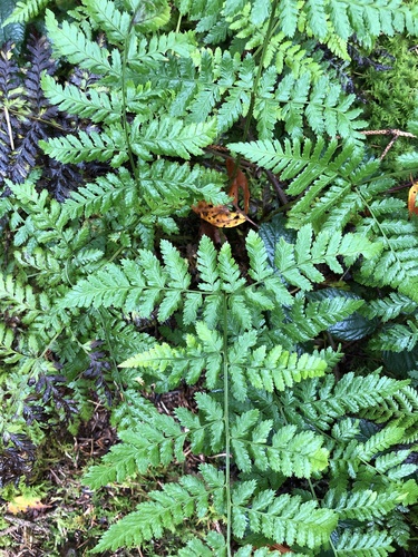 broad buckler-fern